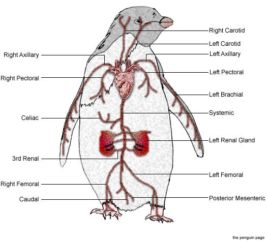anatomycirculationpenguin.jpg