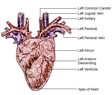 anatomyheartpenguin.jpg